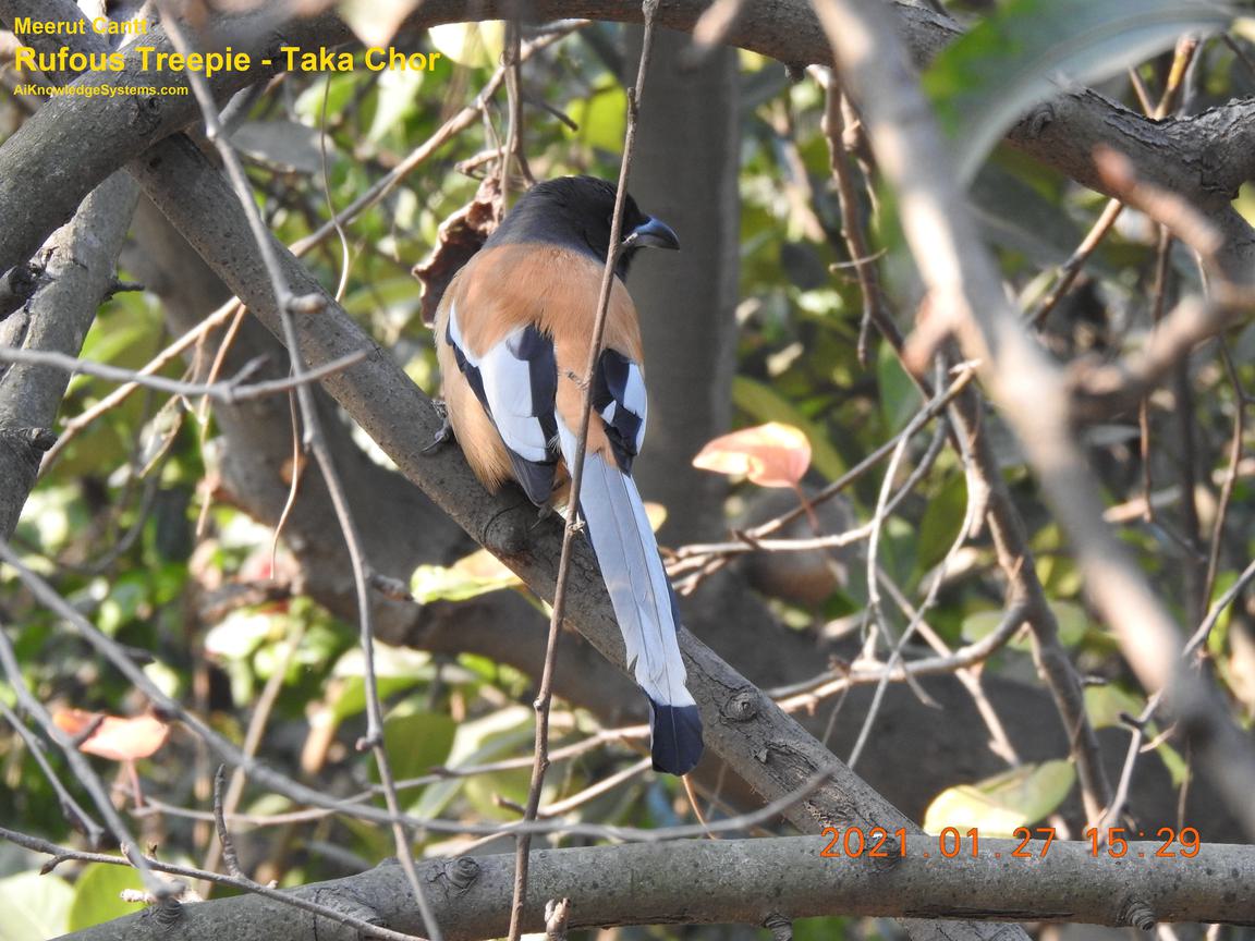 Rufous Treepie (43) Coming Soon